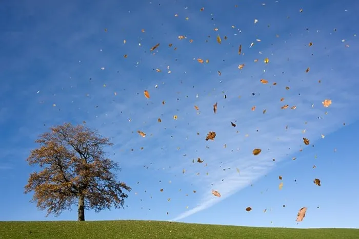 Framed Print : oak tree on hill, falling leaves, autumn Framed Print : oak tree on hill, falling leaves, autumn