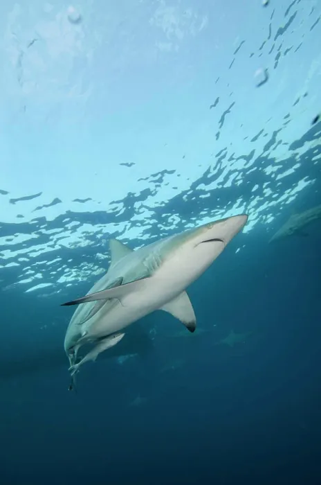Framed Print : Oceanic Black-tip shark (Carcharhinus limbatus) and Remora, shark dive, Umkomaas, KwaZulu-Natal, South Africa Framed Print : Oceanic Black-tip shark (Carcharhinus limbatus) and Remora, shark dive, Umkomaas, KwaZulu-Natal, South Africa