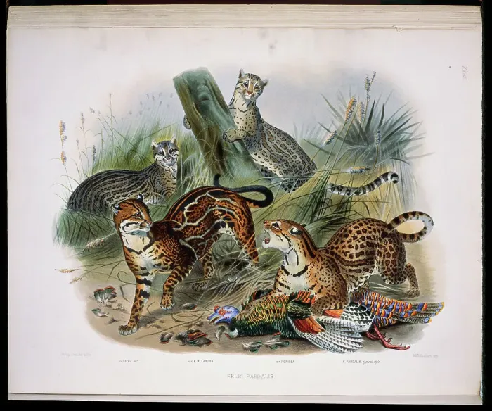 Framed Print : The Ocelot (Felis Pardalis) 1883 Daniel Giraud Elliot (1835-1915 American) Monograph Academy of Natural Sciences Framed Print : The Ocelot (Felis Pardalis) 1883 Daniel Giraud Elliot (1835-1915 American) Monograph Academy of Natural Sciences