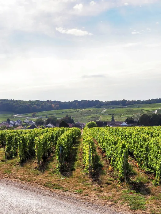 Framed Print : Oger, Champagne, Marne, France, Europe Framed Print : Oger, Champagne, Marne, France, Europe