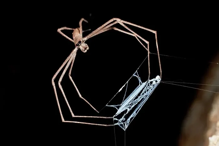 Framed Print : Ogre-Faced spider (Deinopis subrufa) with net active at night Framed Print : Ogre-Faced spider (Deinopis subrufa) with net active at night