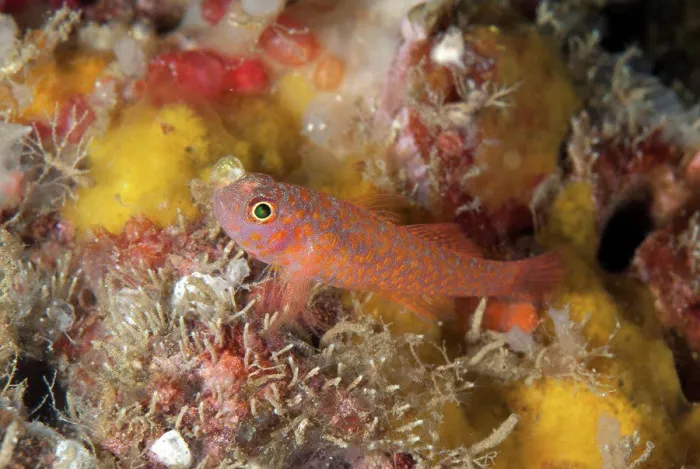 Framed Print : Okinawa Dwarfgoby (Trimma okinawae) adult, resting on reef, Lembeh Straits, Sulawesi, Sunda Islands, Indonesia, July Framed Print : Okinawa Dwarfgoby (Trimma okinawae) adult, resting on reef, Lembeh Straits, Sulawesi, Sunda Islands, Indonesia, July