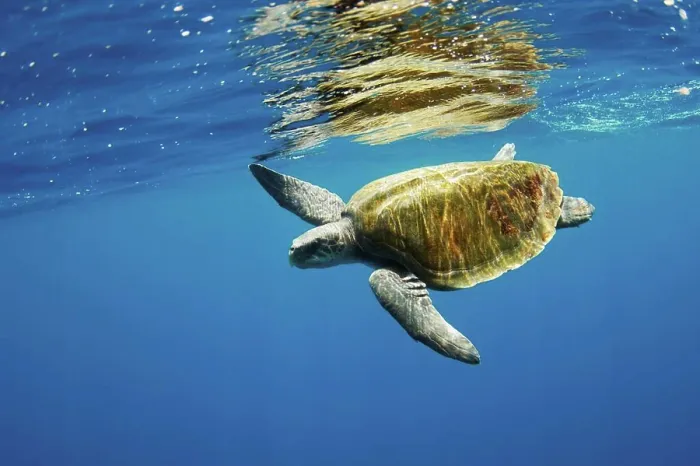 Framed Print : A olive ridley sea turtle (Lepidochelys olivacea), swimming in the open ocean off Sri Lanka