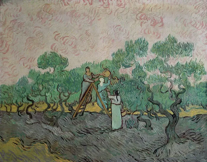 Framed Print : The Olive Trees by van Gogh