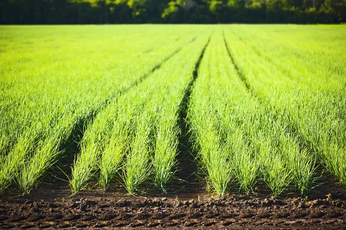 Framed Print : Onion Field; Bradford, Ontario, Canada