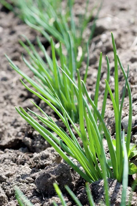 Framed Print : Onion seedlings in a garden Ain France Framed Print : Onion seedlings in a garden Ain France