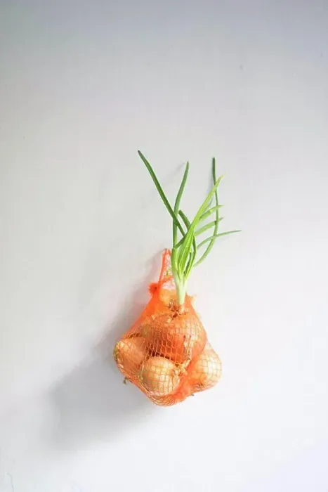 Framed Print : Onions with shoots in net against white background Framed Print : Onions with shoots in net against white background