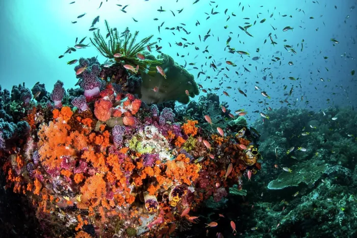 Framed Print : Orange corals and fish cover a reef in Raja Ampat, Indonesia Framed Print : Orange corals and fish cover a reef in Raja Ampat, Indonesia