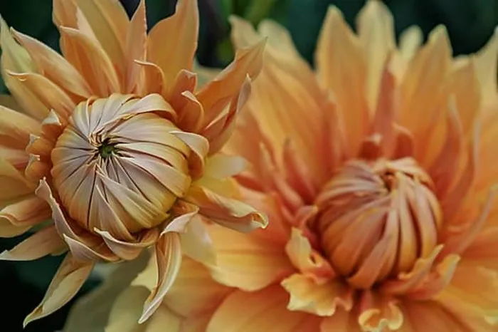 Framed Print : Two orange dahlia flowers in close-up, legden, Münsterland, germany