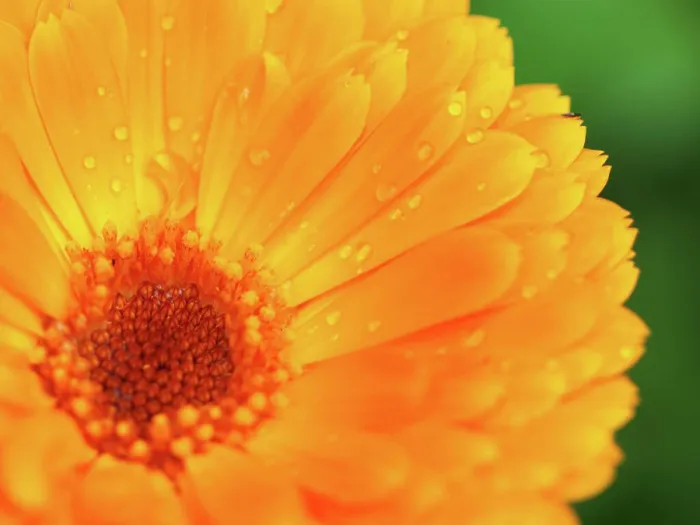 Framed Print : Orange flower of calendula with dew Framed Print : Orange flower of calendula with dew