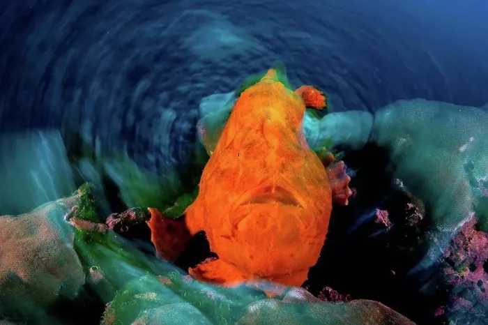 Framed Print : Orange frogfish, long exposure, Puntarenas, Costa Rica Framed Print : Orange frogfish, long exposure, Puntarenas, Costa Rica