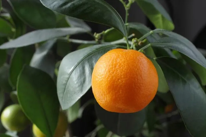 Framed Print : Orange growing on a tree Framed Print : Orange growing on a tree