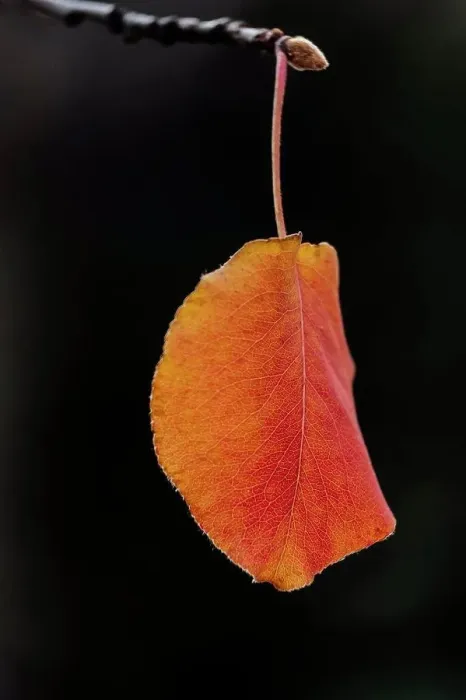 Framed Print : Orange leaf on black background