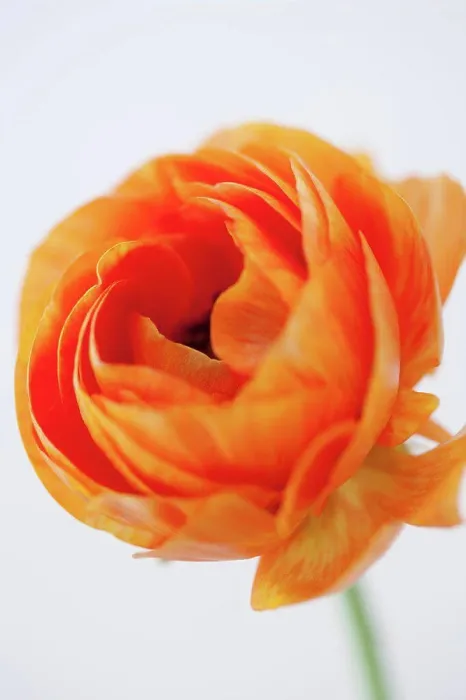 Framed Print : Orange Ranunculus Flower, Close Up Framed Print : Orange Ranunculus Flower, Close Up