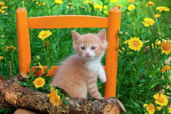Framed Print : Orange and white kitten sitting on log and chair among yellow flowers in garden Framed Print : Orange and white kitten sitting on log and chair among yellow flowers in garden