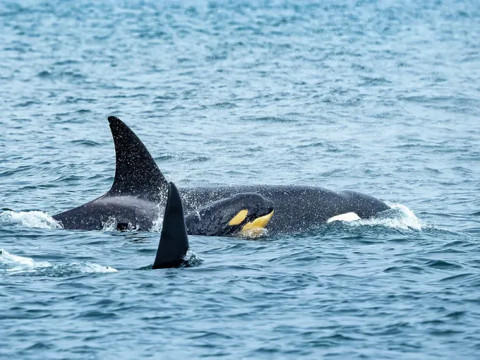 Framed Print : (Orca Orcinus) California Monterey Bay Monterey Bay National Marine Refuge Framed Print : (Orca Orcinus) California Monterey Bay Monterey Bay National Marine Refuge