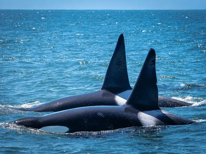 Framed Print : (Orca Orcinus) California Monterey Bay Monterey Bay National Marine Refuge Framed Print : (Orca Orcinus) California Monterey Bay Monterey Bay National Marine Refuge