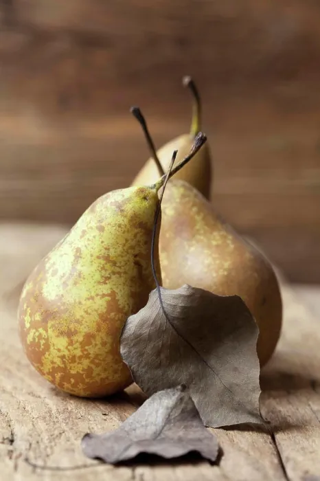 Framed Print : Three organic Conference pears with leaves Framed Print : Three organic Conference pears with leaves
