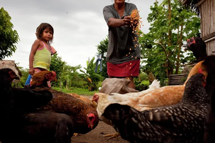 Framed Print : An Oro Win woman feeds the chickens with granddaughter, Sao Luis Indian Post, Amazon Basin, Brazil Framed Print : An Oro Win woman feeds the chickens with granddaughter, Sao Luis Indian Post, Amazon Basin, Brazil