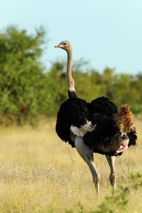 Framed Print : Ostrich or Common Ostrich (Struthio camelus) defecating