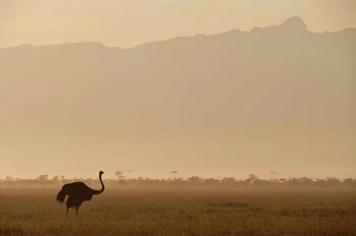 Framed Print : Ostrich at dawn in front of Mt Kenya, Ol Pejeta Conservancy, ; Kenya Framed Print : Ostrich at dawn in front of Mt Kenya, Ol Pejeta Conservancy, ; Kenya