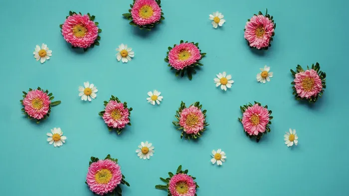 Framed Print : Overhead Shot of Colorful Daisies on a Blue Background