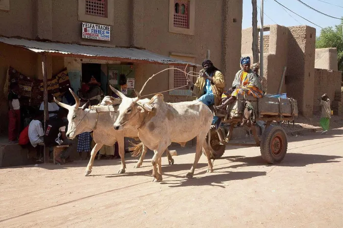 Framed Print : Ox cart, Monday Market, Djenne, Mali Framed Print : Ox cart, Monday Market, Djenne, Mali