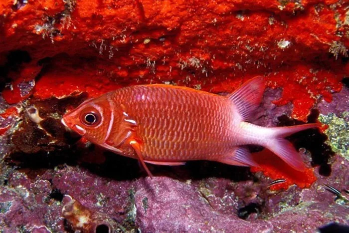 Framed Print : Pacific Ocean, Fiji, Tailspot squirrelfish, Sargocentron caudimaculatum Framed Print : Pacific Ocean, Fiji, Tailspot squirrelfish, Sargocentron caudimaculatum