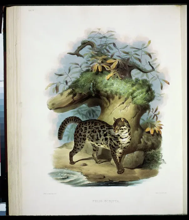 Framed Print : The Painted Cat (Felis Scripta) 1883 Daniel Giraud Elliot (1835-1915 American) Monograph Academy of Natural Sciences Framed Print : The Painted Cat (Felis Scripta) 1883 Daniel Giraud Elliot (1835-1915 American) Monograph Academy of Natural Sciences
