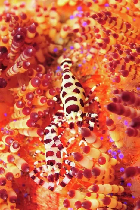 Framed Print : Pair of coleman shrimp on a red and yellow fire urchin, Bali, Indonesia Framed Print : Pair of coleman shrimp on a red and yellow fire urchin, Bali, Indonesia