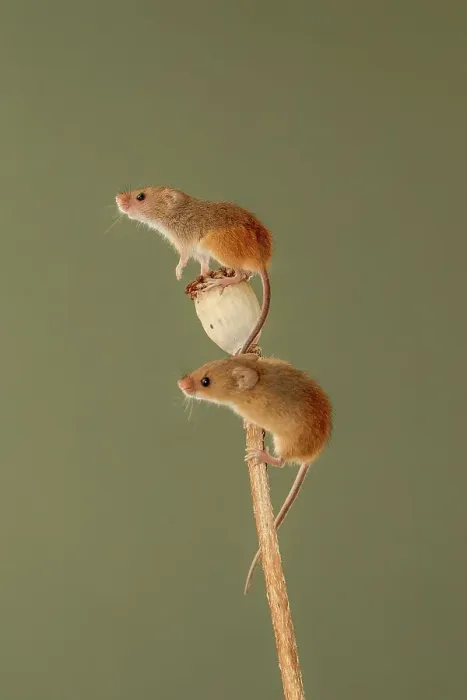 Framed Print : Pair of Eurasian harvest mouse (Micromys minutus) on Poppy seed head Framed Print : Pair of Eurasian harvest mouse (Micromys minutus) on Poppy seed head
