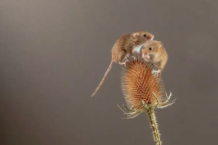 Framed Print : Pair of Eurasian harvest mouse (Micromys minutus) on teazel Framed Print : Pair of Eurasian harvest mouse (Micromys minutus) on teazel