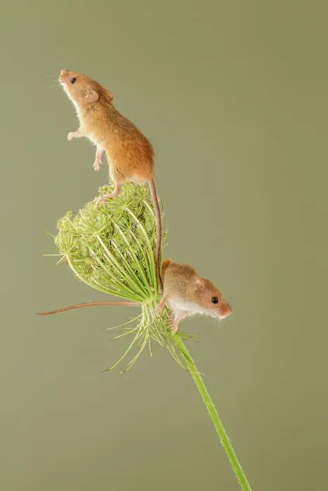 Framed Print : Pair of Eurasian harvest mouse (Micromys minutus) on Wild carrot (Daucus carota) Framed Print : Pair of Eurasian harvest mouse (Micromys minutus) on Wild carrot (Daucus carota)