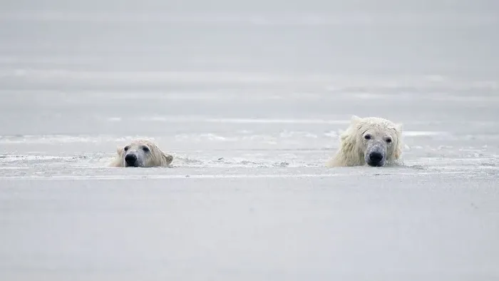 Framed Print : A pair of polar bear cubs (Ursus maritimus) swim through slushy waters during the Fall freeze up