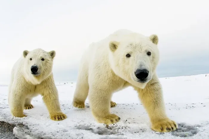 Framed Print : Pair of Polar bear (Ursus maritimus) curious cubs on a barrier island Framed Print : Pair of Polar bear (Ursus maritimus) curious cubs on a barrier island