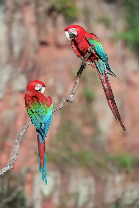 Framed Print : A pair of Red-and-Green Macaws or Green-winged Macaws (Ara chloropterus) (Family Psittacidae) preening / interacting Framed Print : A pair of Red-and-Green Macaws or Green-winged Macaws (Ara chloropterus) (Family Psittacidae) preening / interacting