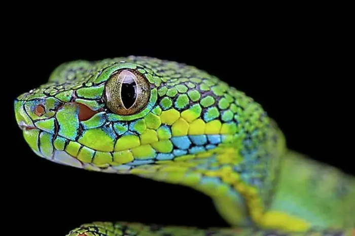 Framed Print : Palawan pit viper (Parias schultzei), juvenil, portrait, endemic to Palawan, Philippines, Asia Framed Print : Palawan pit viper (Parias schultzei), juvenil, portrait, endemic to Palawan, Philippines, Asia