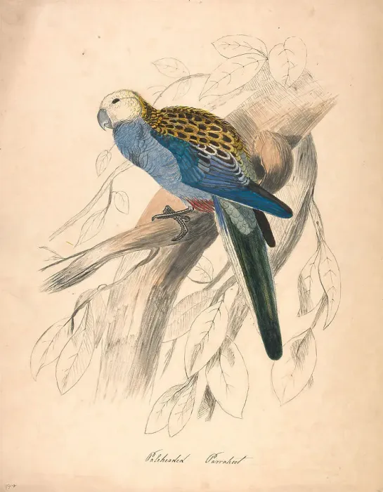 Framed Print : Pale-headed Parakeet Nineteenth Century Edward Lear Framed Print : Pale-headed Parakeet Nineteenth Century Edward Lear
