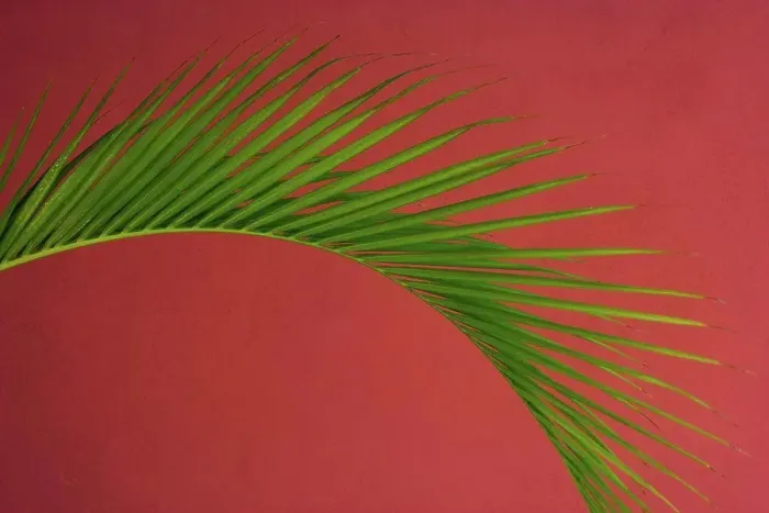Framed Print : Palm frond against a red background, Puerto Rico Puerto Rico Framed Print : Palm frond against a red background, Puerto Rico Puerto Rico