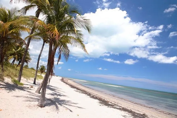 Framed Print : Palm trees at the beach under blue sky, Crandon Park, Key Biscayne, Miami, Florida, USA