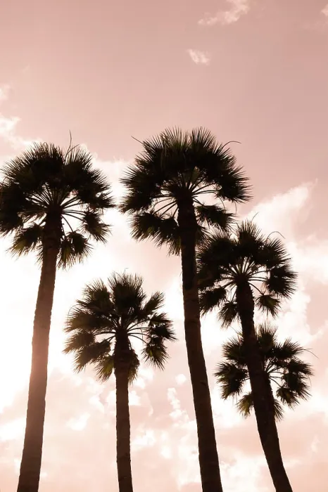 Framed Print : Palm trees. Luxor, Egypt Framed Print : Palm trees. Luxor, Egypt