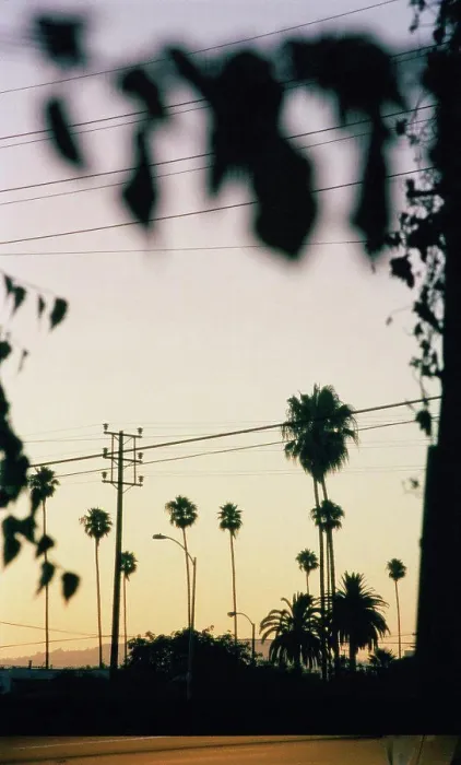 Framed Print : Palm trees and power lines at sunset Framed Print : Palm trees and power lines at sunset