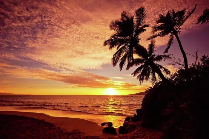 Framed Print : Palm trees at sunset; Kihei, Maui, Hawaii, United States of America Framed Print : Palm trees at sunset; Kihei, Maui, Hawaii, United States of America