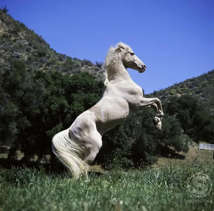 Framed Print : A Palomino Horse standing on its hind legs Framed Print : A Palomino Horse standing on its hind legs