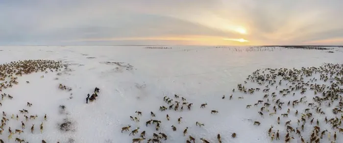 Framed Print : Panoramic aerial view of the deer herd of Nenets people, Yamal Peninsula, Russia