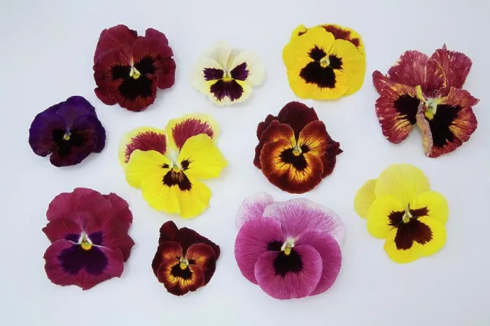Framed Print : Pansies flower petals, close-up Framed Print : Pansies flower petals, close-up