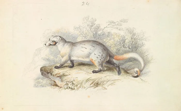 Framed Print : Paradoxurus Dubius, Charles Hamilton Smith