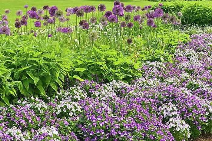 Framed Print : Park of Gardens garden show, Giant Onion (Allium giganteum)