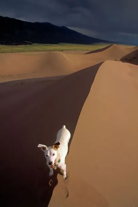 Framed Print : A Parson Jack Russell Terrier Stands at the Crest of Light and Shadow in Colorado's Great Sand Dunes Framed Print : A Parson Jack Russell Terrier Stands at the Crest of Light and Shadow in Colorado's Great Sand Dunes