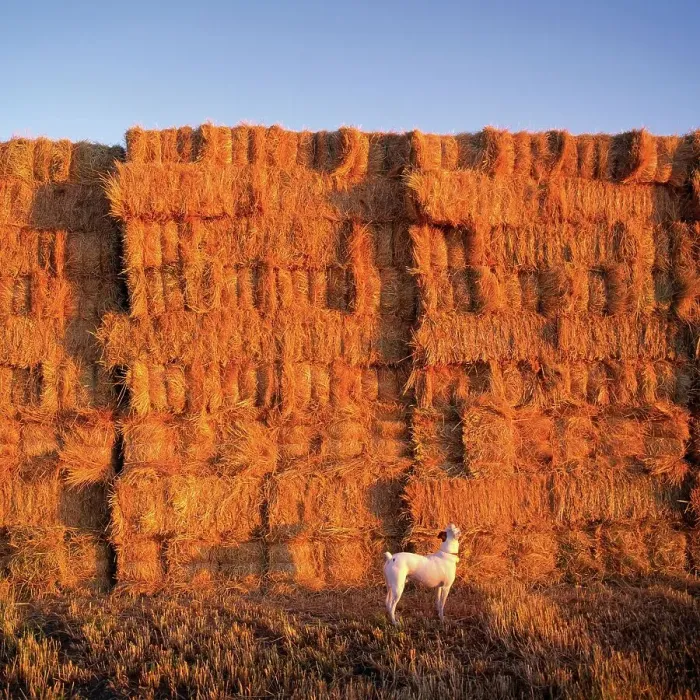 Framed Print : Parson Jack Russell Terrier Surveys a Hay Stack for Signs of Things to Chase Framed Print : Parson Jack Russell Terrier Surveys a Hay Stack for Signs of Things to Chase